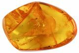 Fossil Velvet Mite (Trombidiidae) In Baltic Amber #102750-1